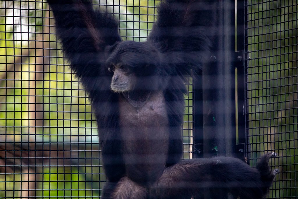 Zoological and Botanical Gardens