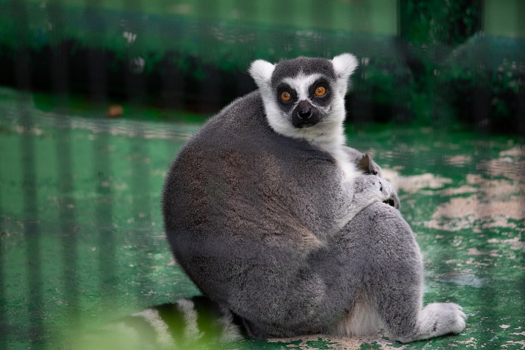 Zoological and Botanical Gardens