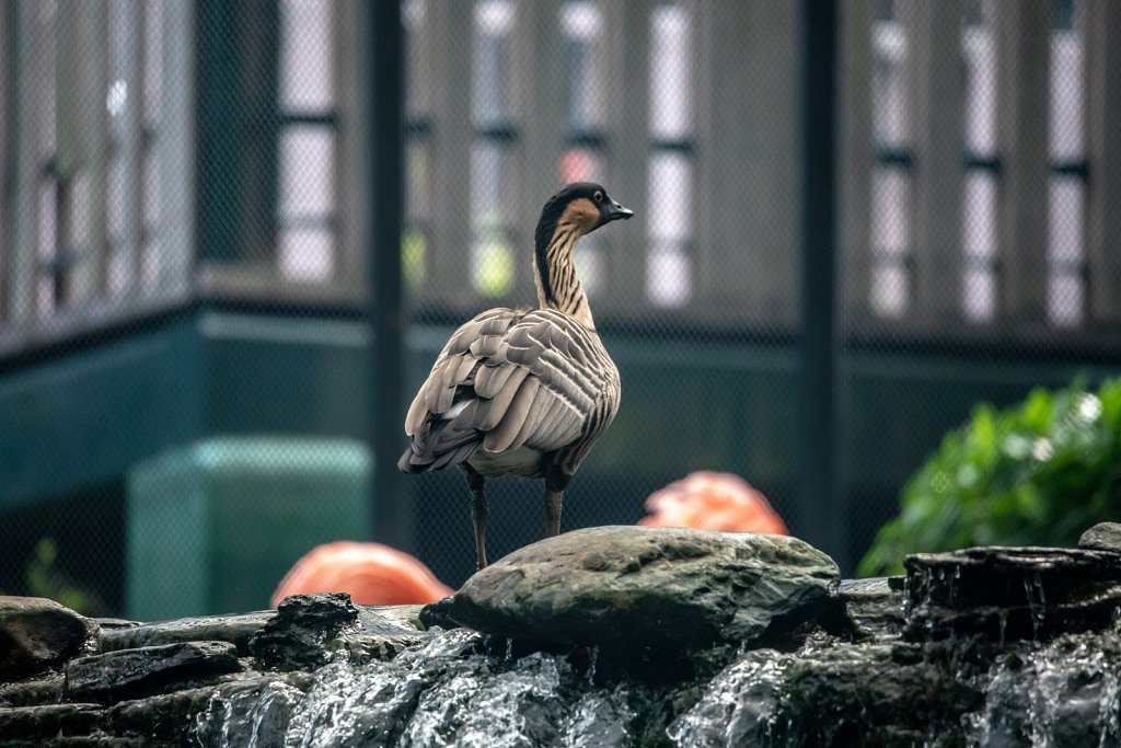 Zoological and Botanical Gardens