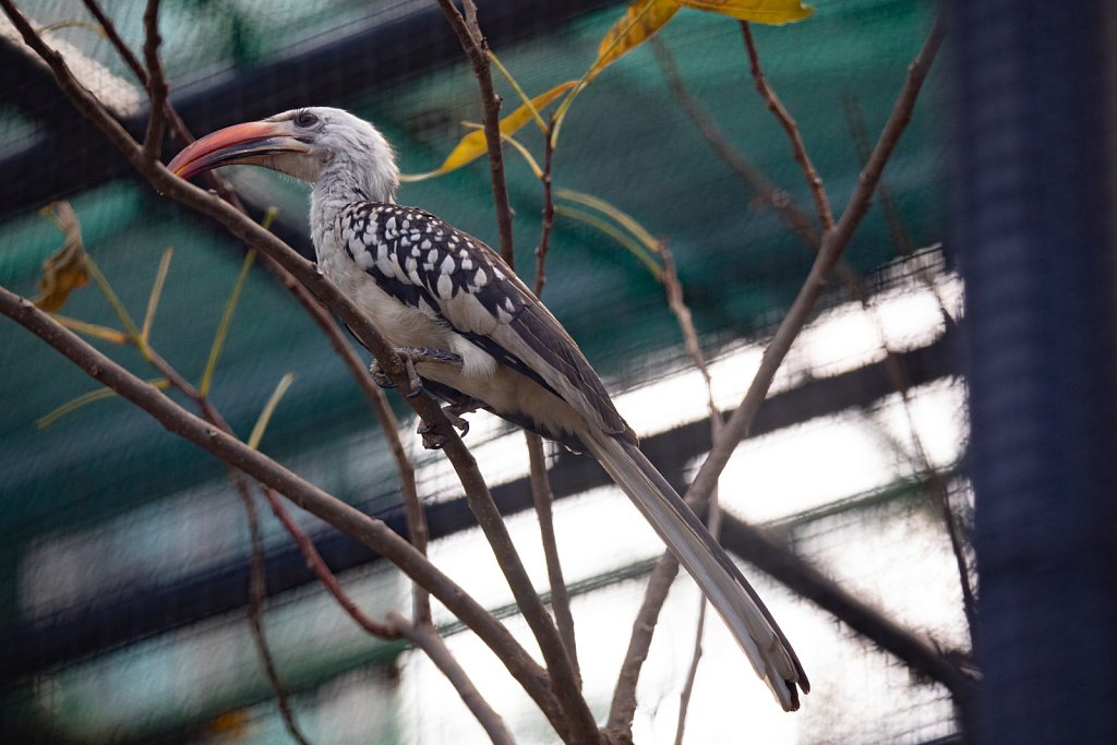 Zoological and Botanical Gardens