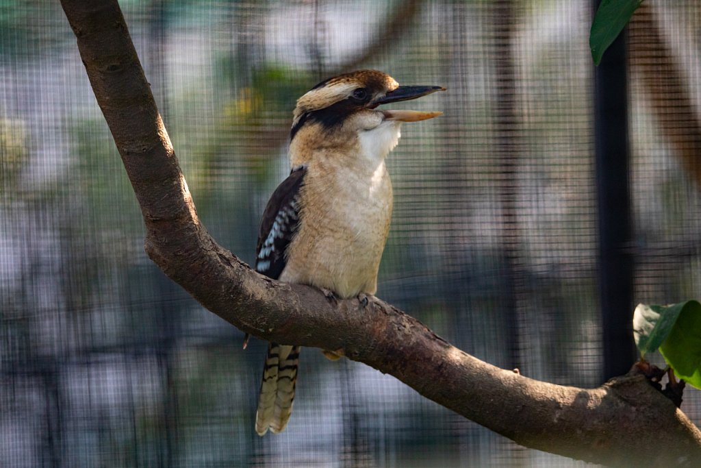 Zoological and Botanical Gardens