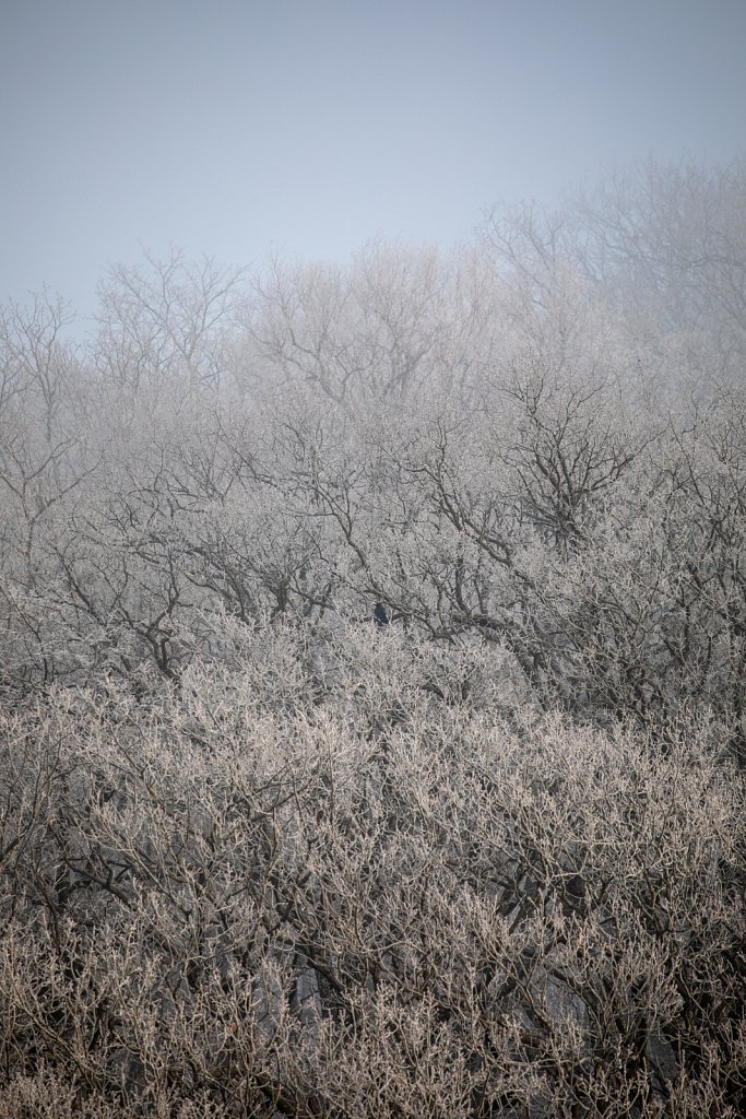 Winter trees