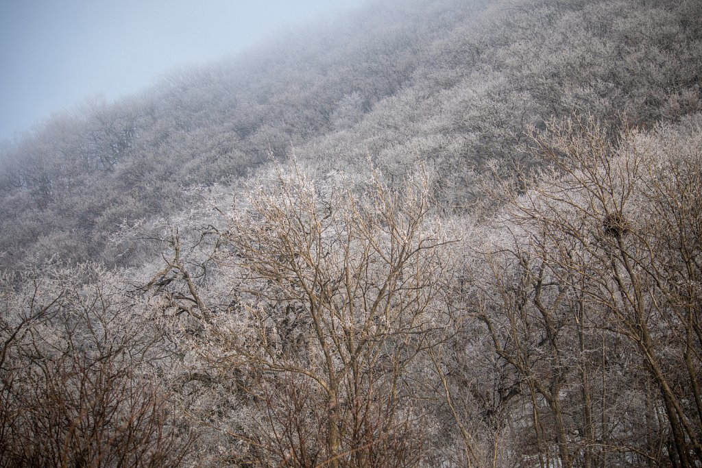 Winter trees